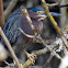 Green Heron