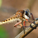Red-footed cannibal fly