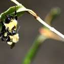 Bumble bee