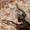robber fly