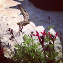 White Lined Sphinx Moth