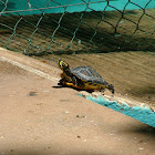 Yellow Bellied Slider