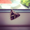 Noctuid Moth