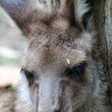 Eastern Grey Kangaroo