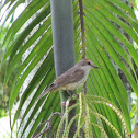 Vermilion Flycatcher (female)