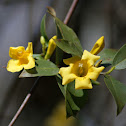 Yellow Jessamine