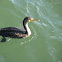 Double-crested Cormorant
