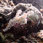 Ornate ghost pipefish