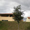 Leccio - holly oak