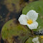 Frogbit