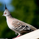 Crested Pigeon