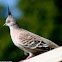 Crested Pigeon