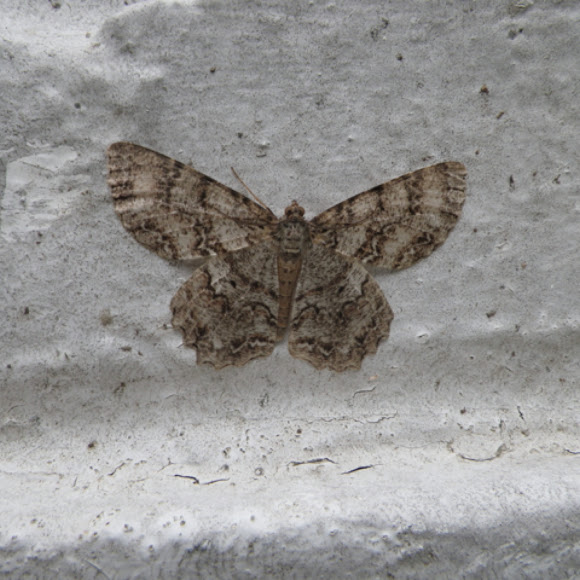 Spotting Image 1