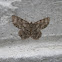 Moth