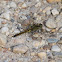Black-tailed Skimmer