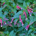 Cigar plant