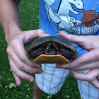 Eastern Painted Turtle