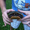 Eastern Painted Turtle
