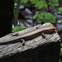 Five-lined Skink
