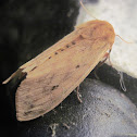 Isabella Tiger Moth
