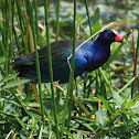 Purple Gallinule