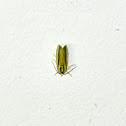 Spotted Bollworm