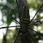 Golden Orb-web Spider