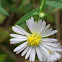 Oxeye Daisy