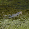Water monitor lizard