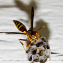 Paper Wasp
