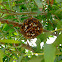 Yellow Jacket Wasp
