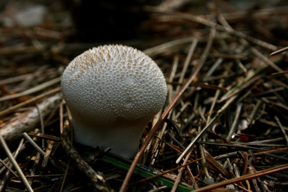 Spotting Image 1