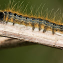 Eastern Tent Caterpillar
