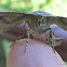 Twisted Moth