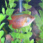 Dwarf Gourami