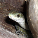 African Tree Snake (Female)