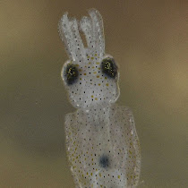 Seagrass Bed Marine Animals - St Philip's Christian College