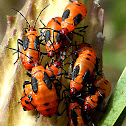 Milkweed Bug