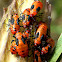 Milkweed Bug