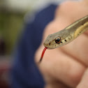Common Gartersnake