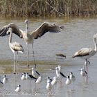 Greater Flamingo (juveniles)