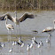 Greater Flamingo (juveniles)