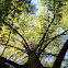 Bald Cypress Canopy