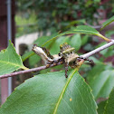 Viceroy Caterpillar