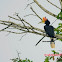 Rhinoceros Hornbill