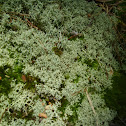 Unknown spotting