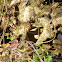 Eastern Chipmunk
