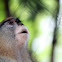 The patas monkey
