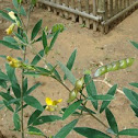 Pigeon pea