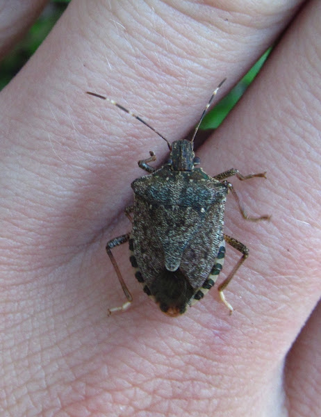 Brown Marmorated Stinkbug 